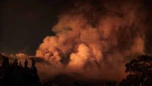A large plume of smoke rising from a forest