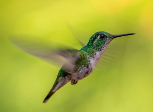 green and grey humming bird
