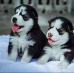 Best PuppyDogZone In Kolkata | Dog For Sale Kolkata