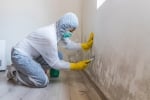 Mold Removal Miami Pros