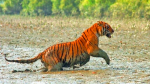 Sundarban Tour Package