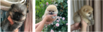 Pomeranian puppies for sale near me