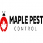 Hornet Control in Toronto