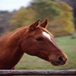 Beach Horse Riding, Trail Rides in Sydney, Melbourne, Adelai