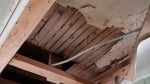 Mold Removal Expert Brooklyn