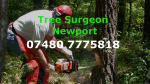 Tree Surgeon Newport