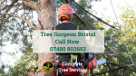 Tree Surgeon Bristol