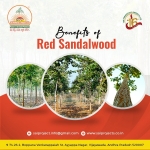 Red sandal | Sai Properties & Projects