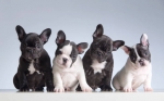Merle French bulldog