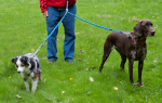 Best and Unique Dog Leashes in USA  Xtremepetproducts
