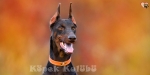 Doberman Yavrusu Fiyatlar? Özellikleri