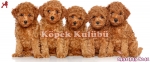 Toy Poodle Fiyatlar? Yavru Özellikleri