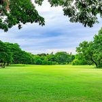 artificial grass