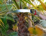 Best Tree Services Near Me |California| USA