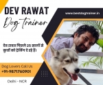 Dog Trainer in Noida 9871760901 Dog Trainer At Home Near Me