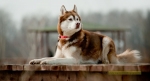 We Provide Care, That Your Pet Deserves!