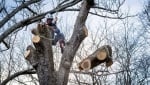 Stavanger TreService - Trefelling Og Trepleie Ekspert