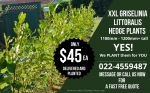 Buy Best Hedge Plants Online NZ