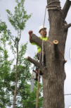 Sammamish Tree Services