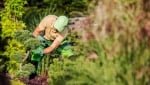 Topp kvalitet beskjæring av trær i Stavanger!