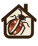 Bed bugs