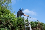 Rotherham Hedge Trimming