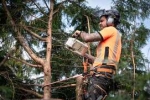 Robin's Tree Service