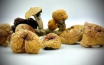 Mushroom Dose Land - Buy the Best Mushroom Products Online