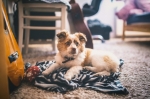 Premier Carpet Repair - Denver, CO