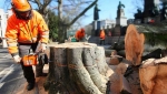 Leicester Tree Services - Professional Tree Surgeons