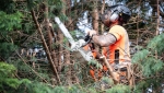 Oslo Trefelling