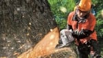 Leicester Tree Removal