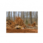 Clean Cut Tree Care