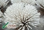 The Advantages of Fiberglass Plant Stakes