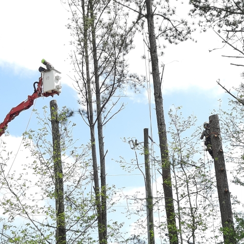 Expert Tree Care & Emergency Services in Atlanta, GA