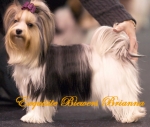 Exquisite Biewer Yorkshire Terrier Puppy Breeder Home