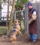 Schutzhund and German Shepherd Dogs Clayton Warichak