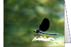 viaterra.net : photo art GREETING CARDS to order online
