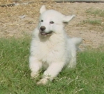 Pet Social Network, connect about your pets. Free to join us