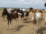 Unique and Beatiful Foals available of Several Select Breeds