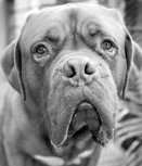 Melbourne Pet Photographers Pupparazzi