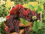 Benefits of Red Wine