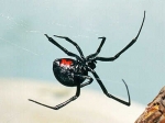 Pest Control, Ants, Roach, Bees, Termites, Scorpions,