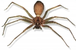 Quality Pest Control in Joplin, MO