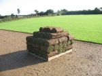 Fresh Lawn Turf Suppliers