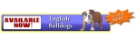 English Bulldog Breeder - French Bulldog Breeder