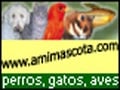 Amimascota.com, mascotas, perros, gatos