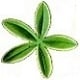 Herbal Remedies for Anxiety