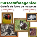 Fotos de mascotas, Mascotafotogenica.com