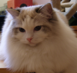 Ariella Ragdoll Cattery